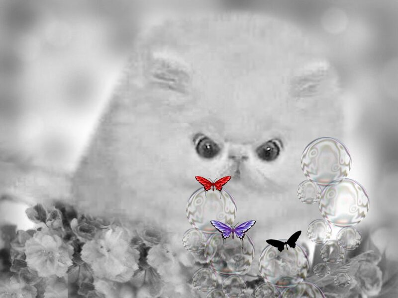 Fluffy Cat with Butterflies