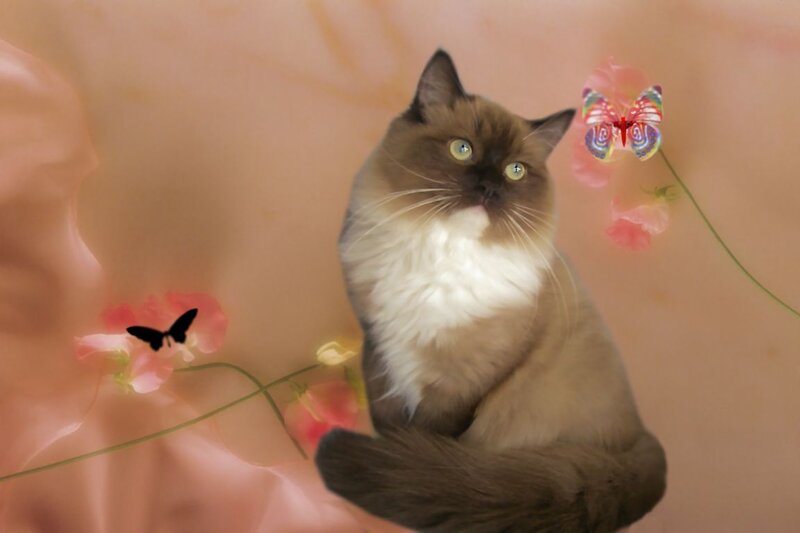 Fluffy Cat with Butterfly