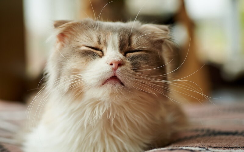 Fluffy Cat with Closed Eyes — White