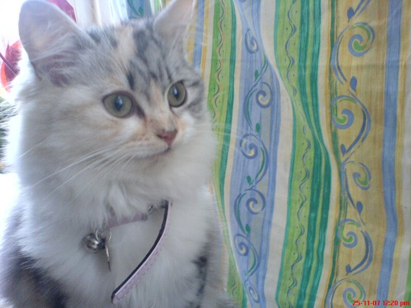 fluffy cat with collar