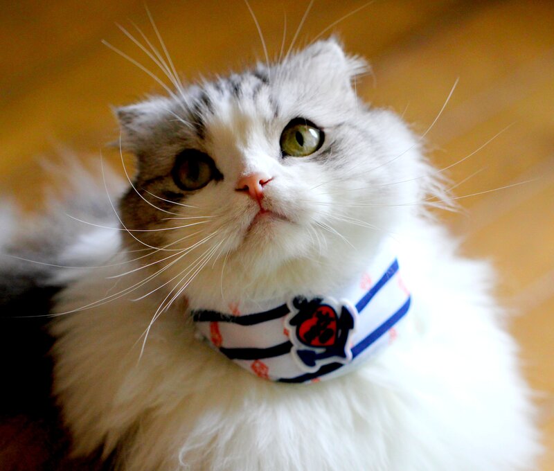 Fluffy Cat with Collar — White, Curious