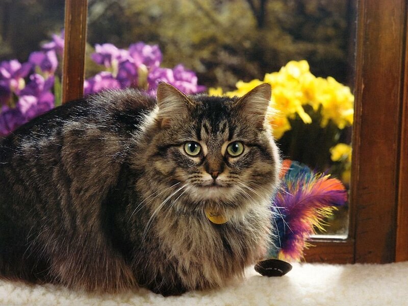 fluffy cat with colorful feathers