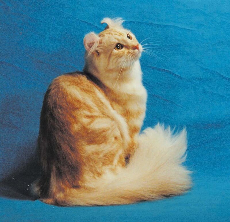 fluffy cat with curled ears