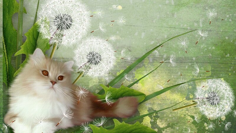Fluffy Cat with Dandelions