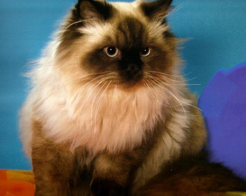 Fluffy Cat with Dark Face — Blue