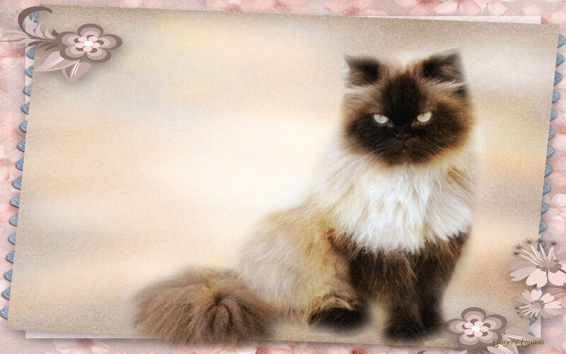 Fluffy Cat with Dark Face — Brown