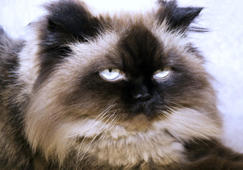 Fluffy Cat with Dark Face
