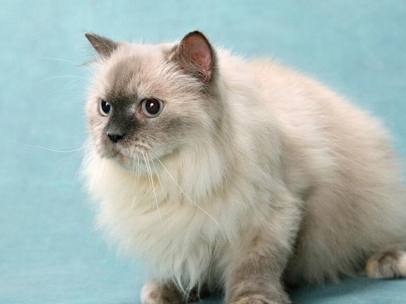 Fluffy Cat with Dark Face — White