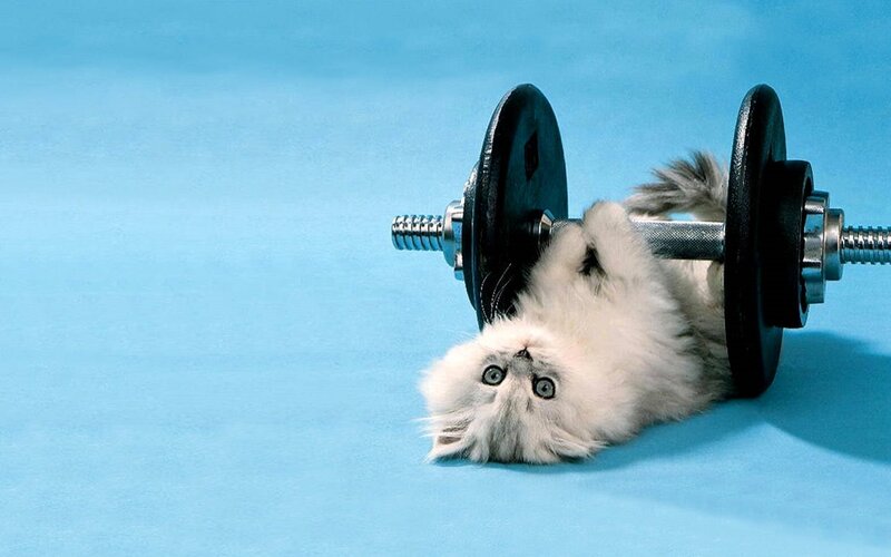 fluffy cat with dumbbell