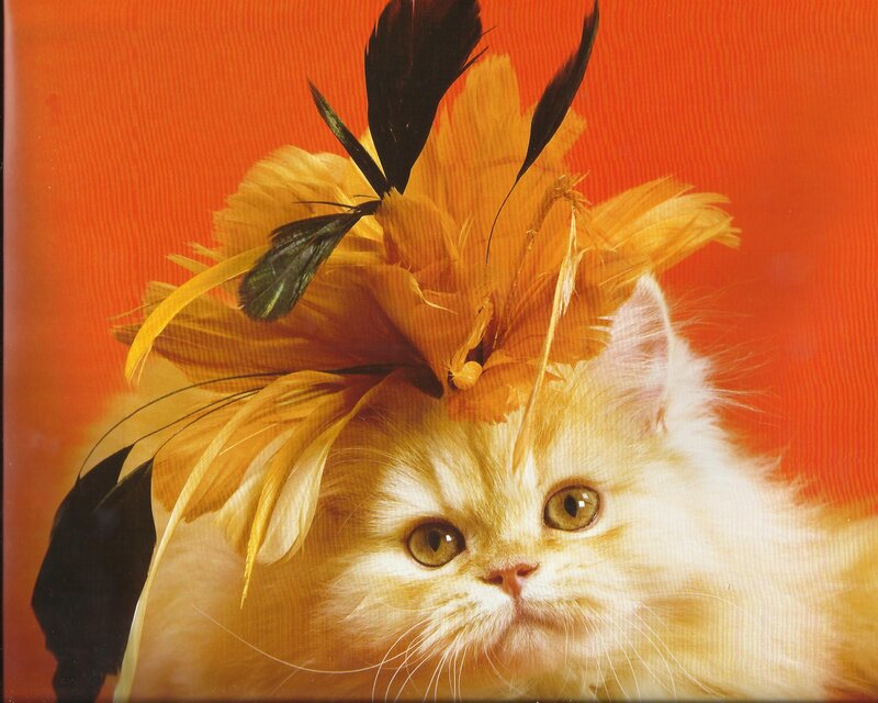 Fluffy Cat with Feather Hat