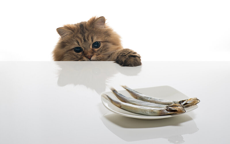 Fluffy Cat with Fish