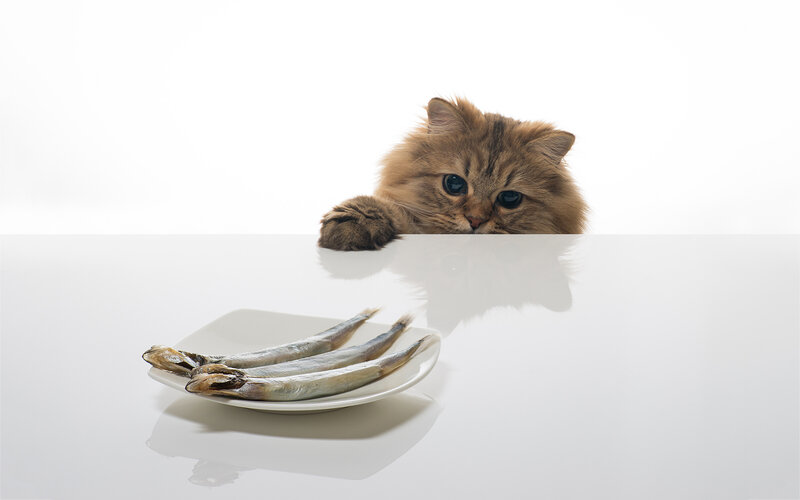Fluffy Cat with Fish — White