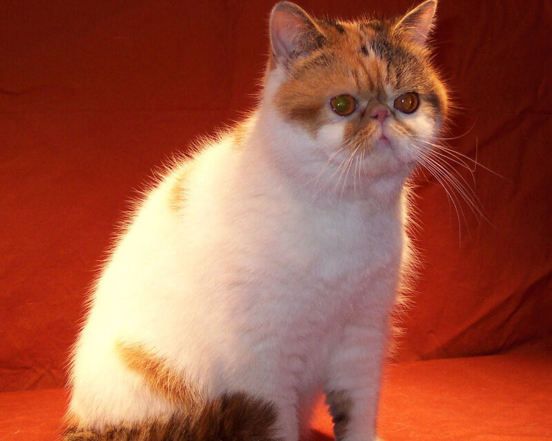 Fluffy Cat with Flat Face