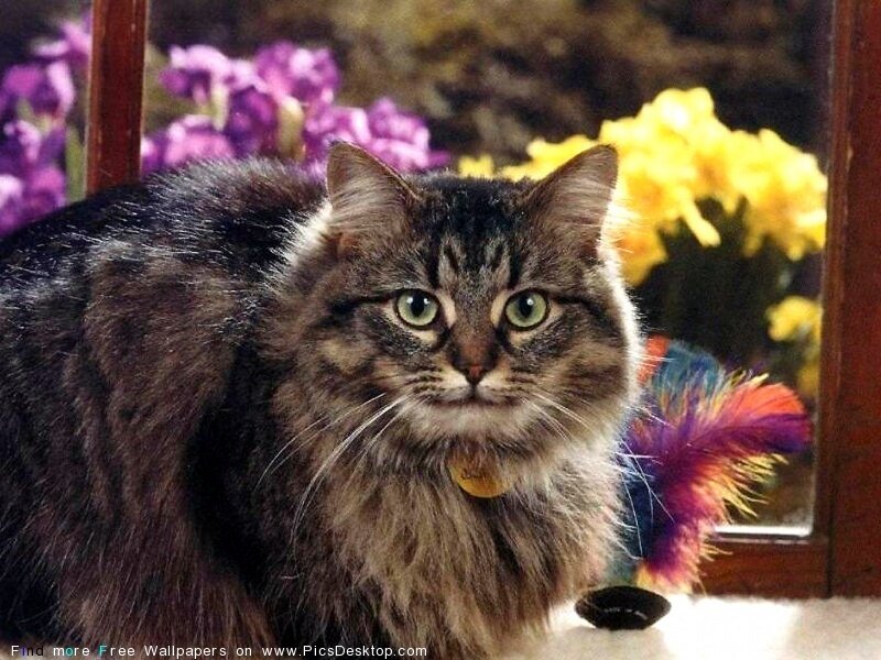 fluffy cat with flowers