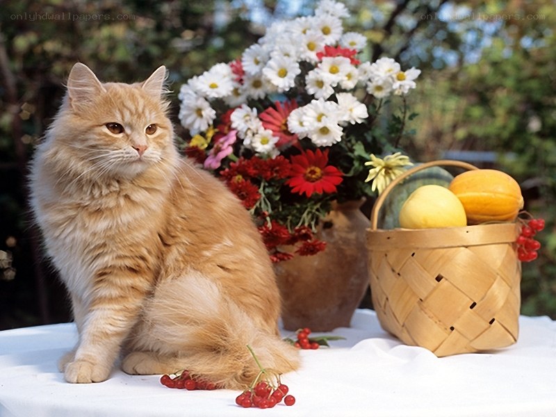 Fluffy cat with flowers and fruit