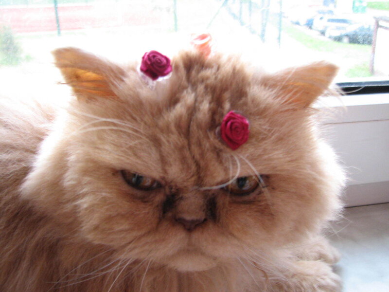 Fluffy Cat with Flowers — Brown