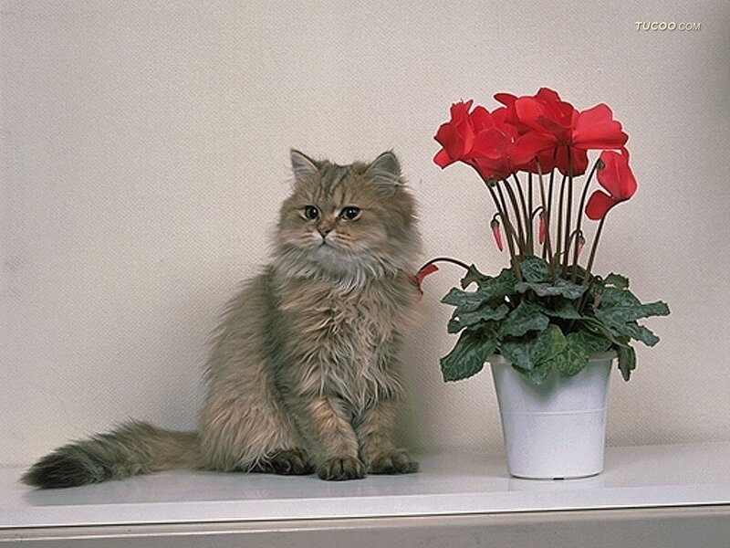 Fluffy Cat with Flowers — Gray