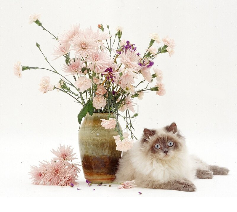 Fluffy Cat with Flowers — White, Calm, Photograph