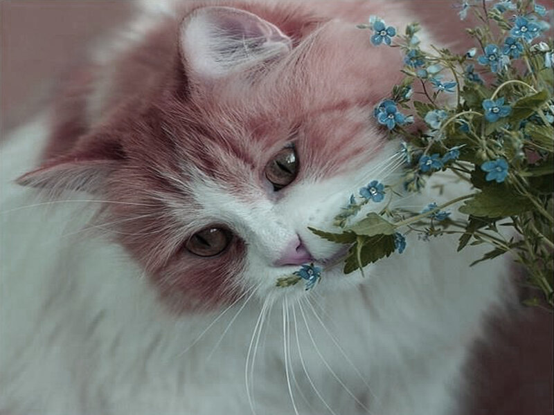 Fluffy Cat with Flowers — White, Calm