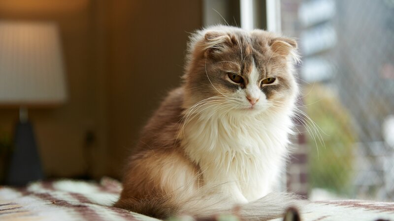 fluffy cat with folded ears