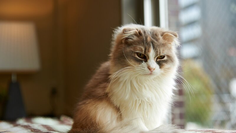 Fluffy Cat with Folded Ears — Brown, Calm