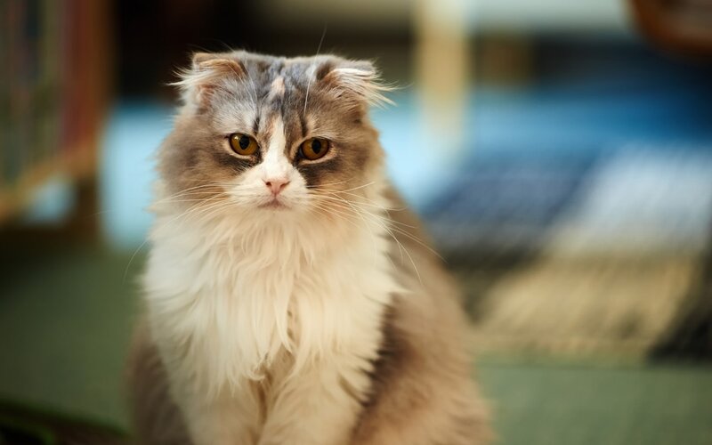 Fluffy Cat with Folded Ears — White, Calm
