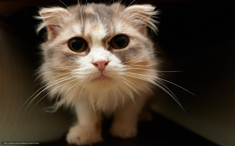 Fluffy Cat with Folded Ears — White, Curious