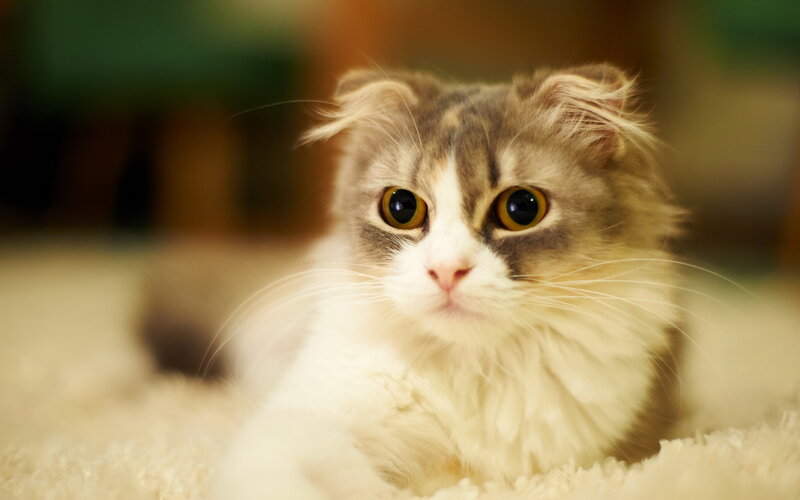 Fluffy Cat with Folded Ears — White