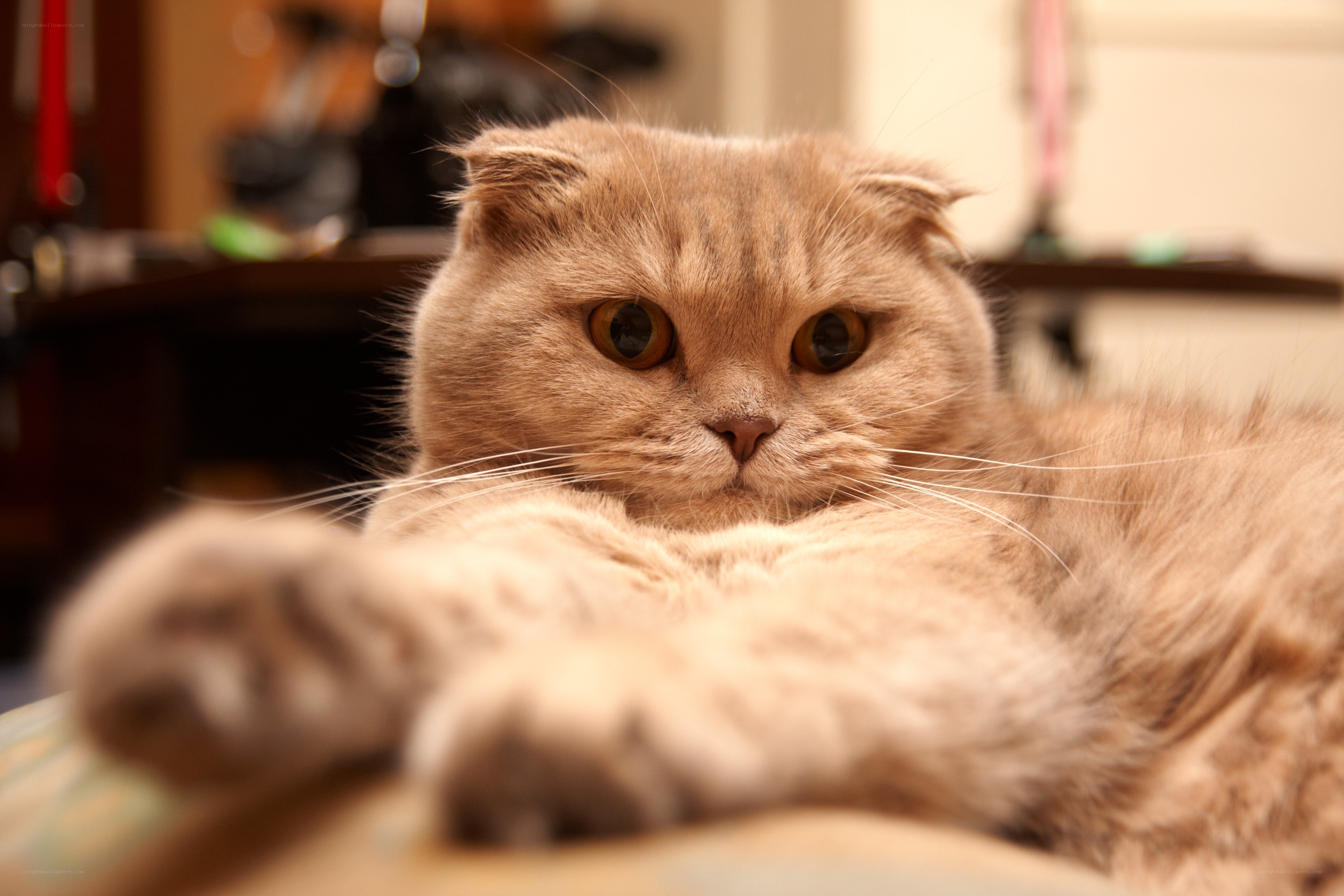 fluffy cat with folded ears