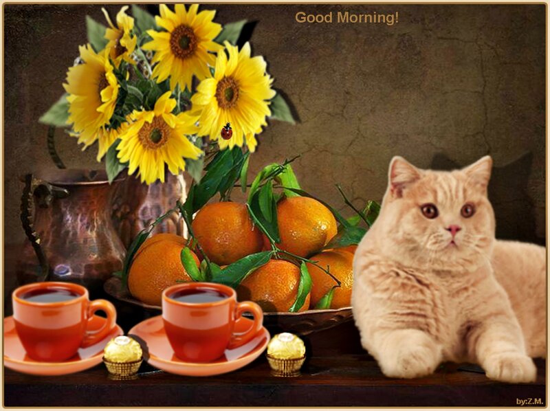 Fluffy Cat with Fruit