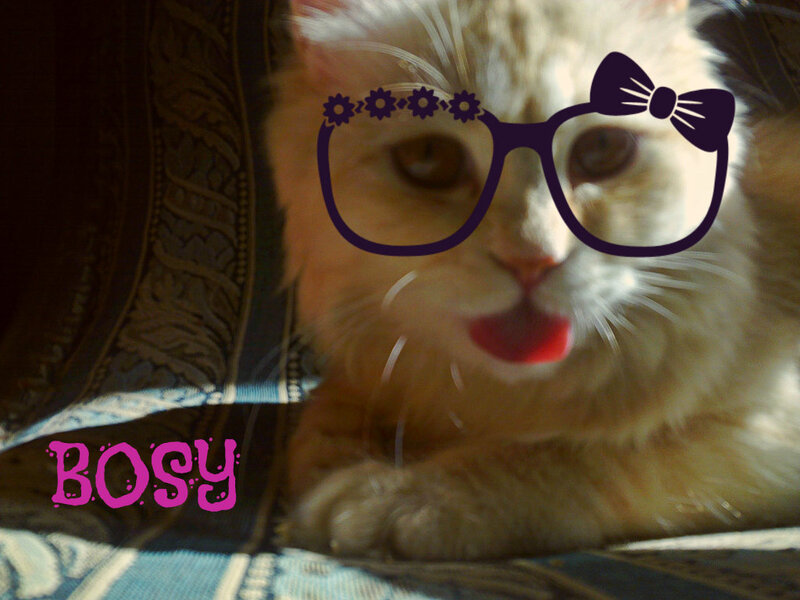 Fluffy Cat with Glasses