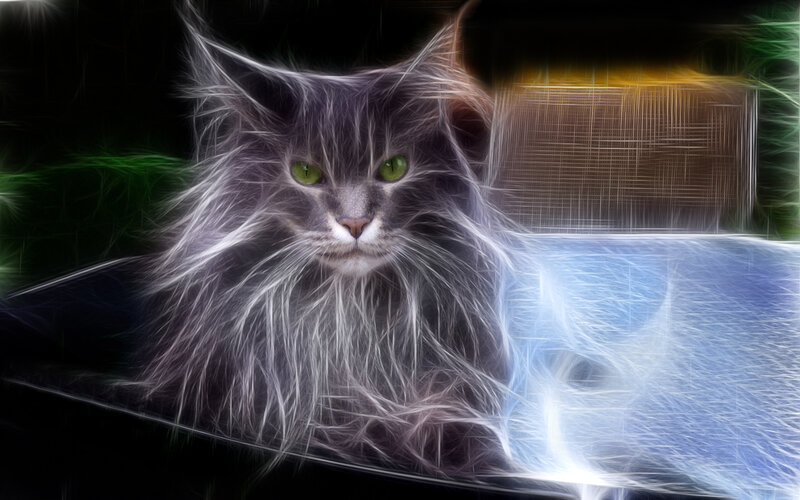 fluffy cat with glowing eyes