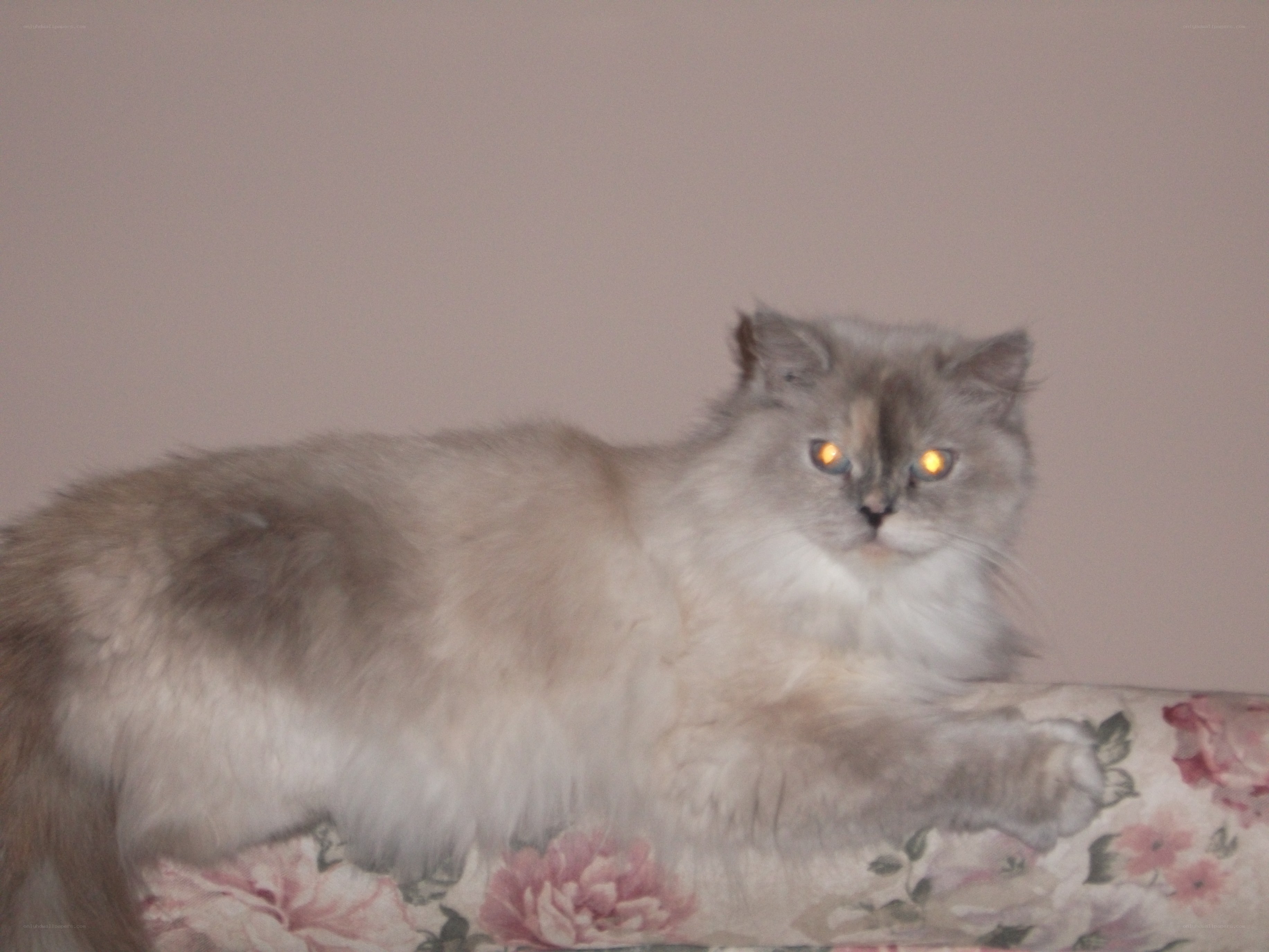 fluffy cat with glowing eyes