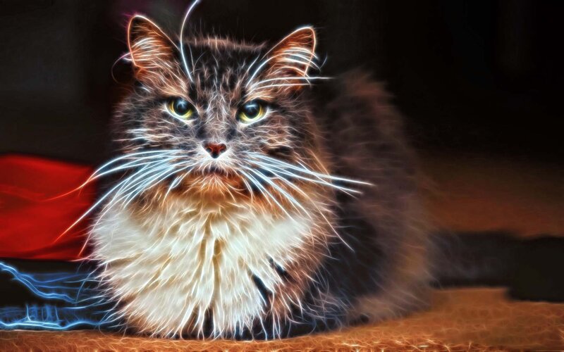 Fluffy Cat with Glowing Fur