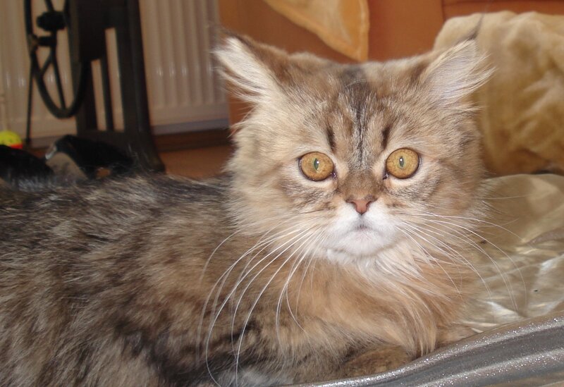 fluffy cat with golden eyes