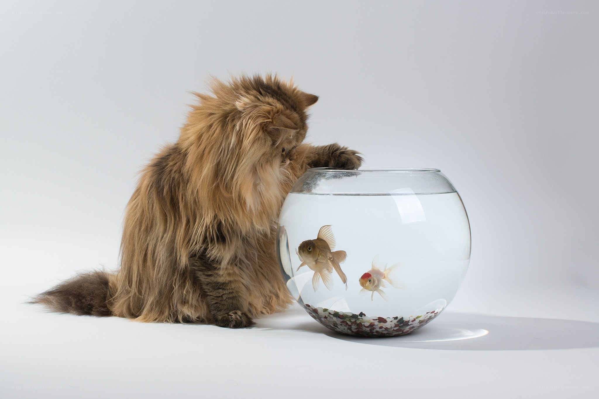 fluffy cat with goldfish
