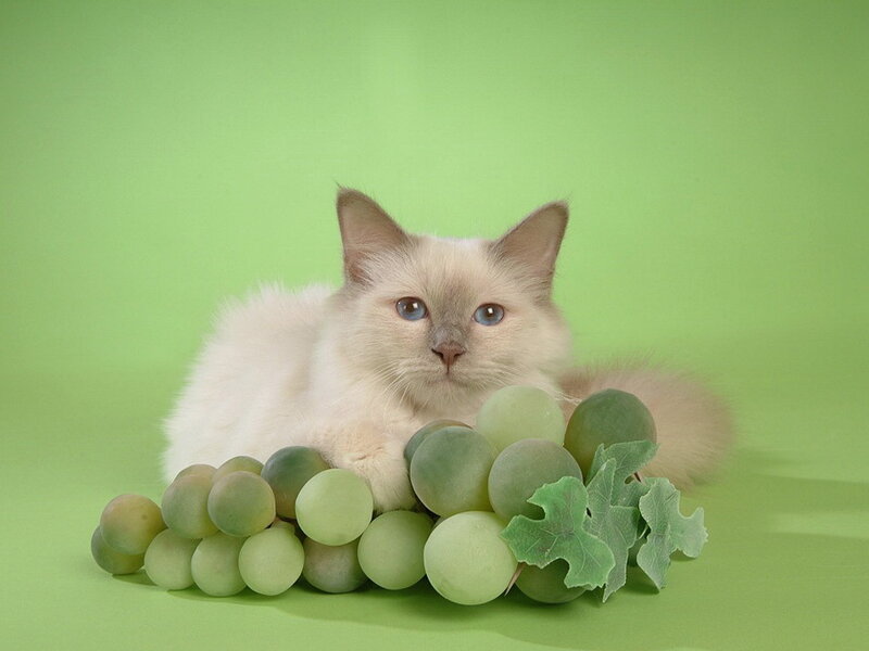 Fluffy Cat with Grapes