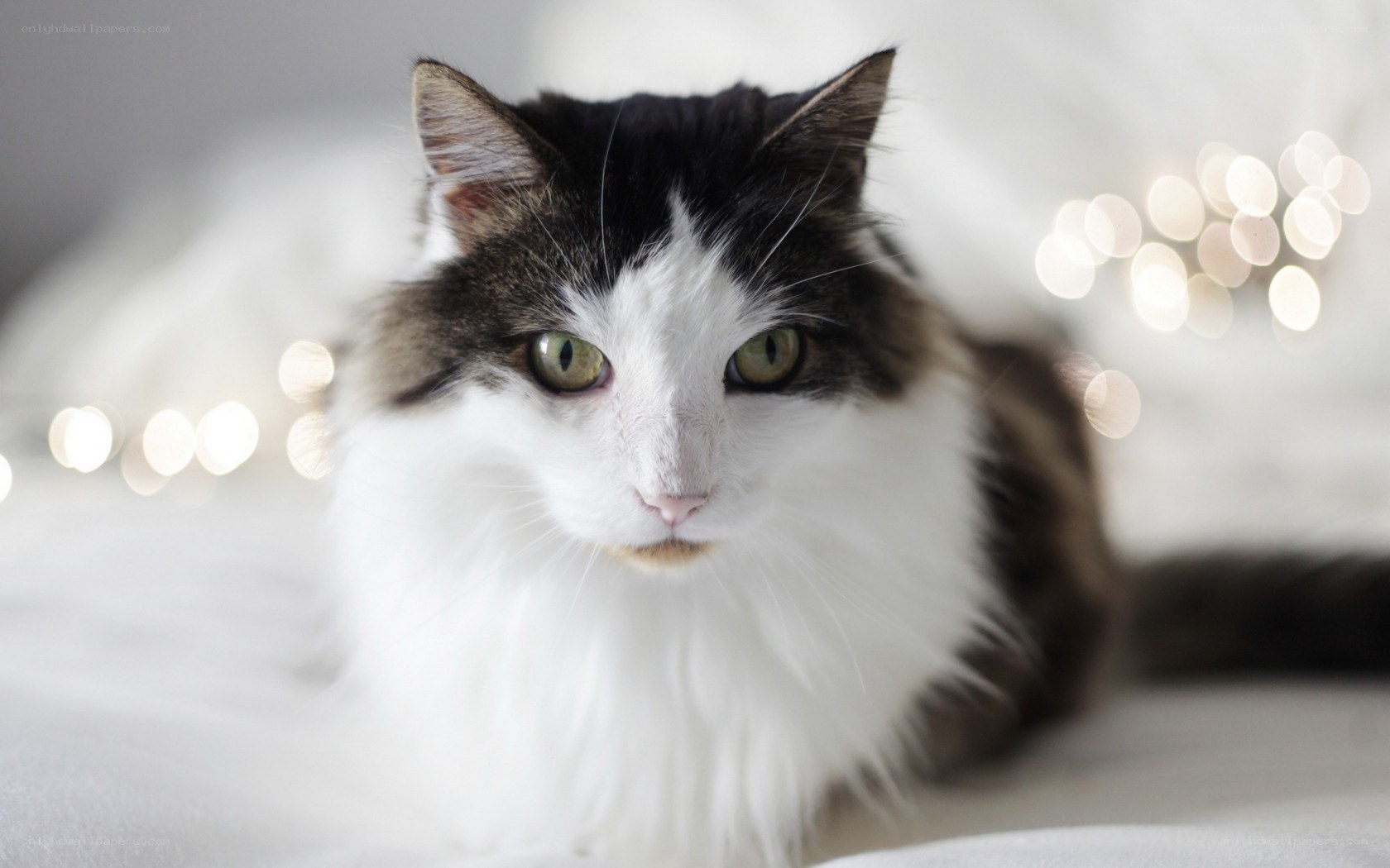 fluffy cat with green eyes