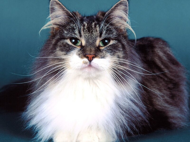 fluffy cat with green eyes