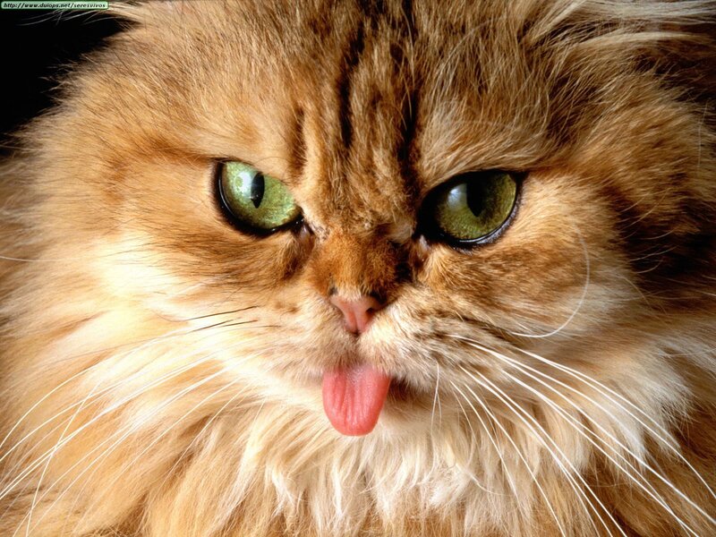 fluffy cat with green eyes