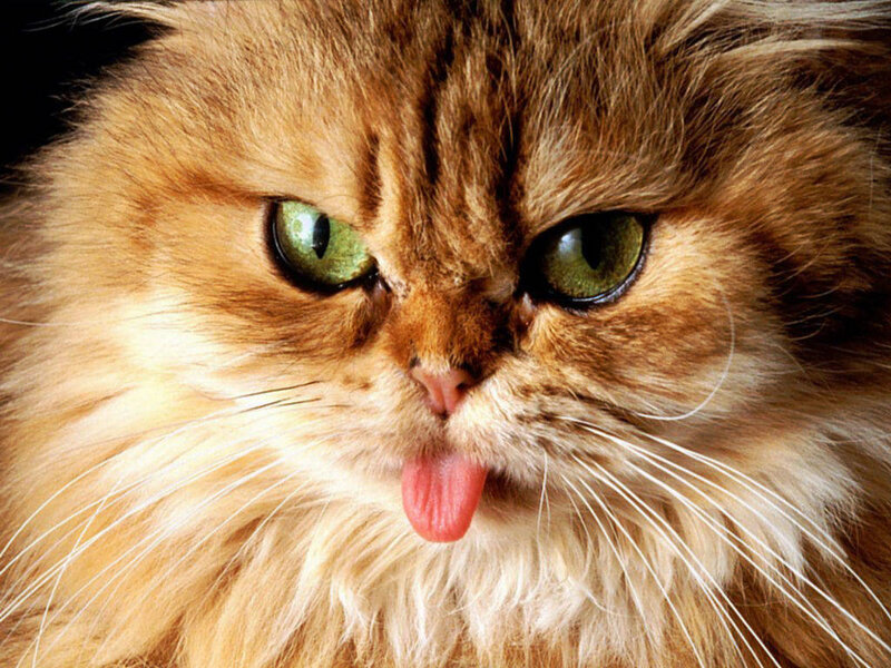 fluffy cat with green eyes
