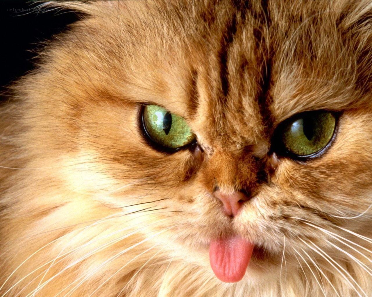 fluffy cat with green eyes