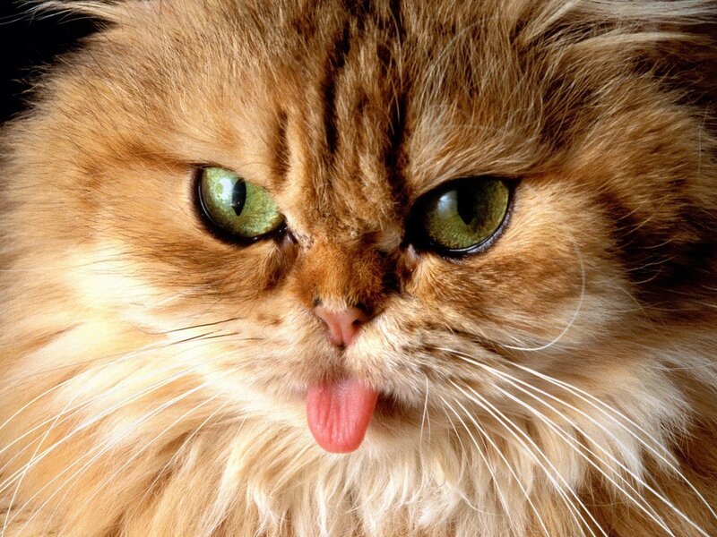 fluffy cat with green eyes