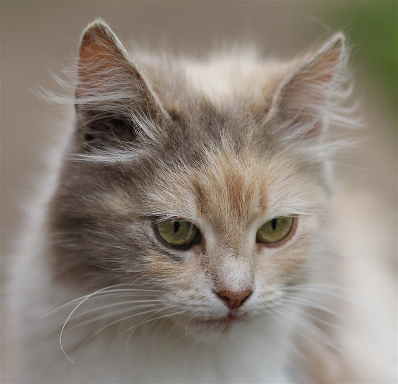 fluffy cat with green eyes