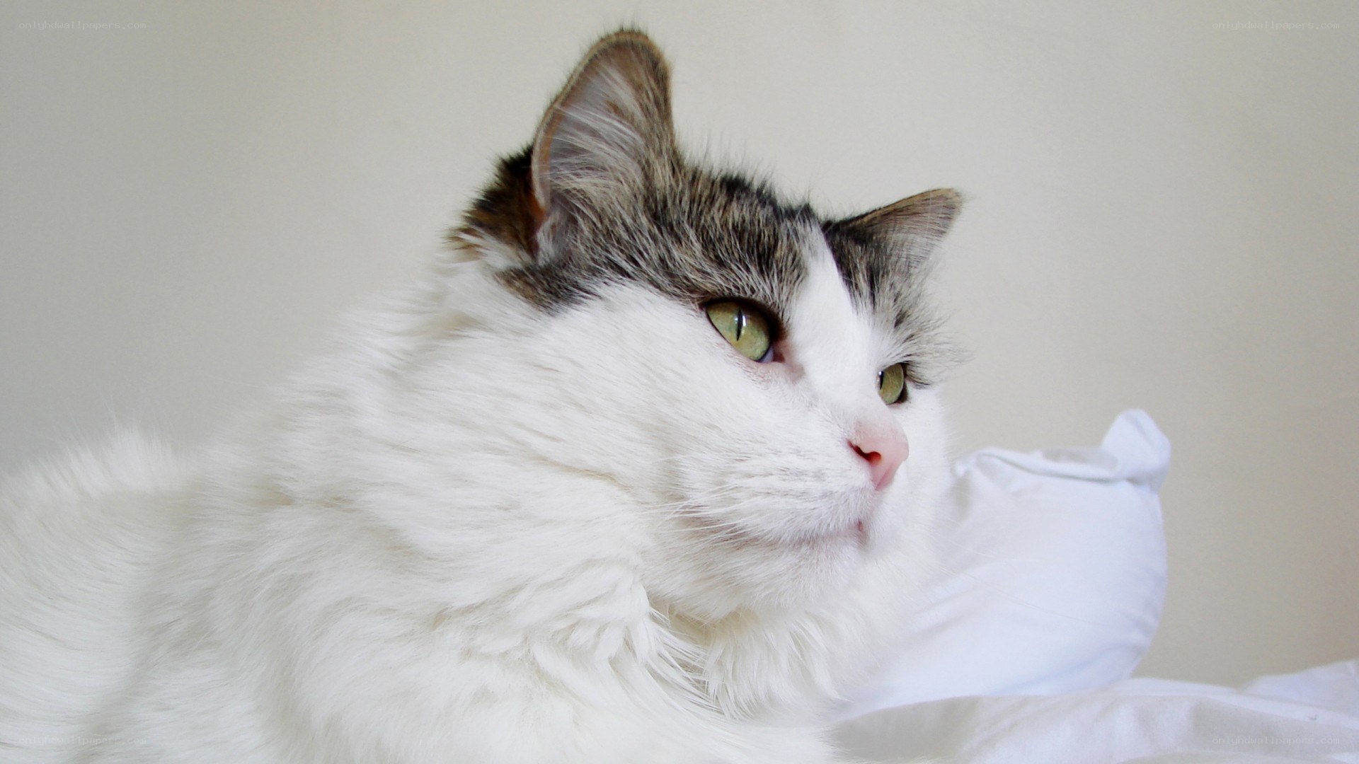 fluffy cat with green eyes