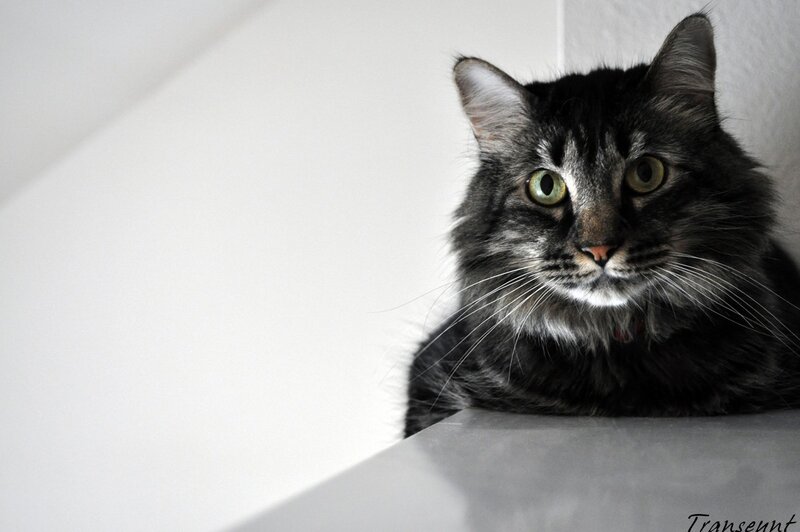 fluffy cat with green eyes