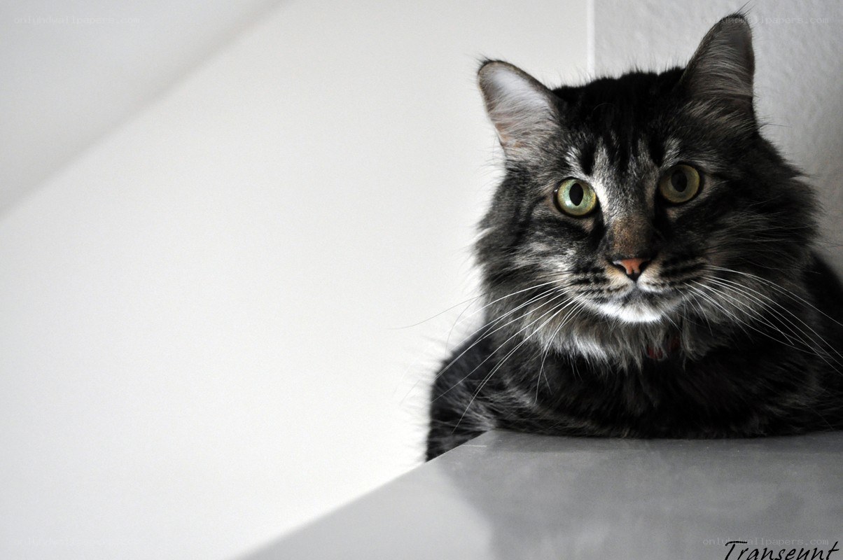 fluffy cat with green eyes