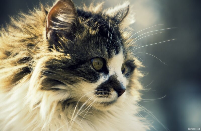 fluffy cat with green eyes