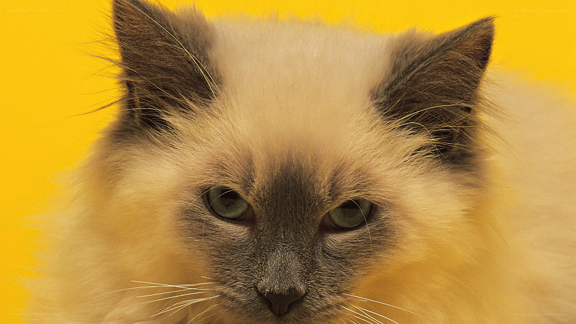 fluffy cat with green eyes