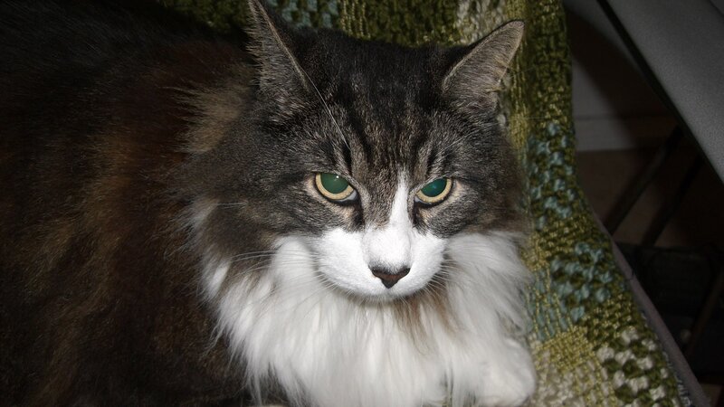 fluffy cat with green eyes